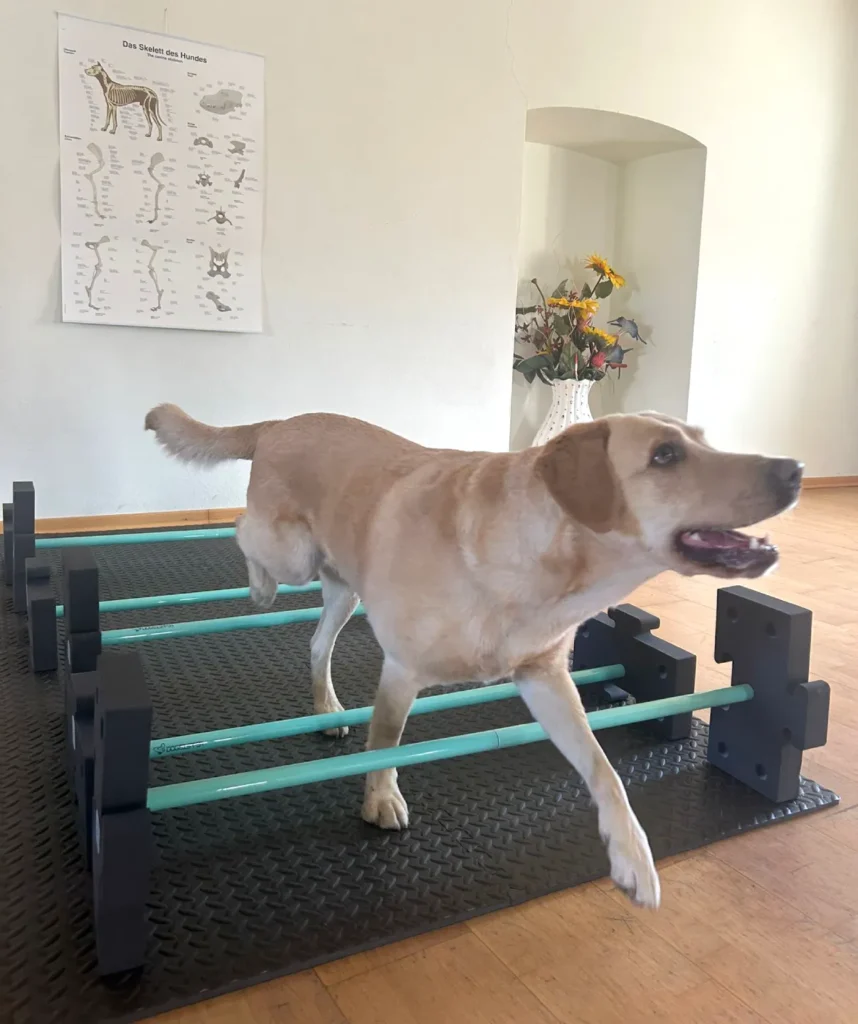 Stangentraining Hund